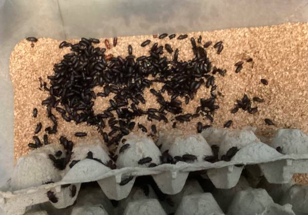 DARKLING BEETLE colony (evolved mealworms) for cheap (South side of South Bend)64035003534467121