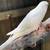 BABY PARAKEETS  READY NOW!  $25 11 thumbnail