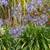 Dwarf Agapanthus🪻 10 thumbnail