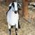 Goat - 3 yr old wether 2 thumbnail