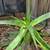 Moving! Aloe Plants! 1 thumbnail