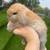 Holland Lop Dwarf Bunnies 18 thumbnail