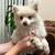 Pom Puppy 1 thumbnail