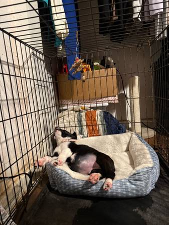 free dog (Houston)63859317898497124