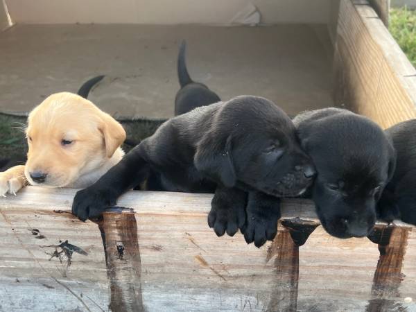 AKC Lab Puppies (Summertown)64319351211265121