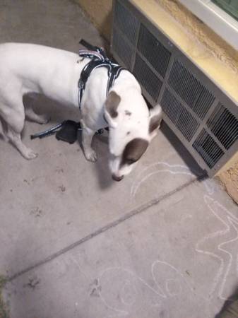 Mezclas de pitbull macho encontradas63677732285057124