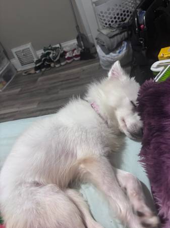 Mini American Eskimo 3 yrs old (Racine)63812569025795120