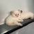 Persian Kittens 7 thumbnail
