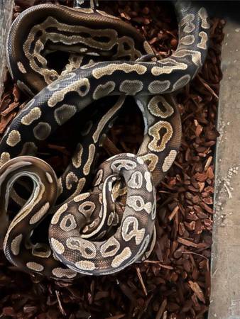 Young adult ball python snakes 1