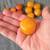 Large Amber Beads 24ct. 3 Sizes 3 thumbnail