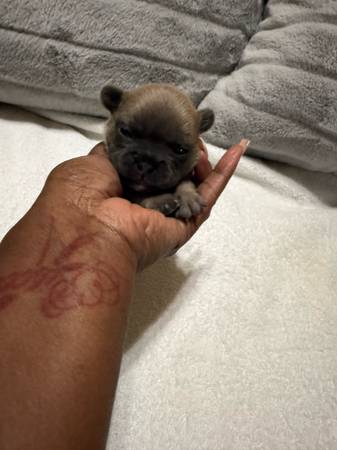 Frenchie Pups (Lawrenceville)63922481473282121