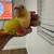 Green Cheek Conure 5 thumbnail
