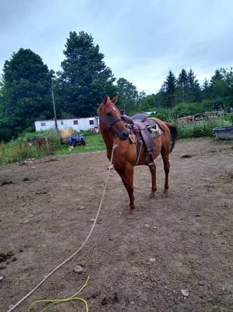 Project horse 1