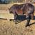 aqha black filly 1 thumbnail