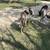 Mini jack donkeys 4 thumbnail