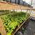 Warrenton Plants Nursery Nurseries 15 thumbnail