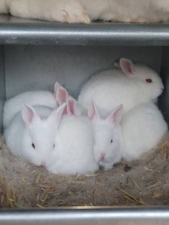 Rabbit new zeland White's - $50 (Van Nuys)63470806146305121