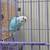 Parakeet 3 thumbnail