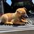 Belgian malinois rehome 24 thumbnail
