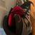 ROLLERBLADE Crossfire 90 Inline Skates MEN SIZE 10 90mm wheels 4 thumbnail