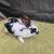 Pure Bred Rex Rabbits, No Papers 6 thumbnail