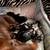 Mini Dachshunds 1 thumbnail