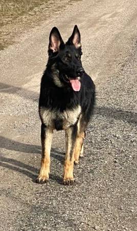 Rehoming 1.5 year old AKC German Shepherd (Bonney Lake)63853558068225120