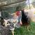 Free chickens 2 thumbnail