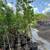 Fruit trees Apple, Pear, Peach . 4 thumbnail