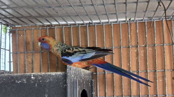 Crimson Rosella 1
