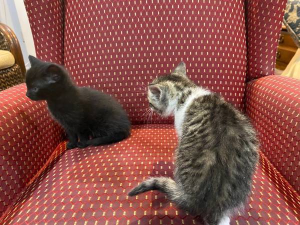MIOU MIOU! 2 ADORABLE KITTENS 3 MONTHS OLD HEALTHY AND POTTY TRAINED (SILVER SPRING)63795938457601121