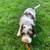 Mini Labradoodles 3 thumbnail