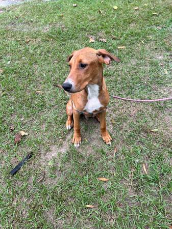 Doberman/pit (Savannah)64146955713153121