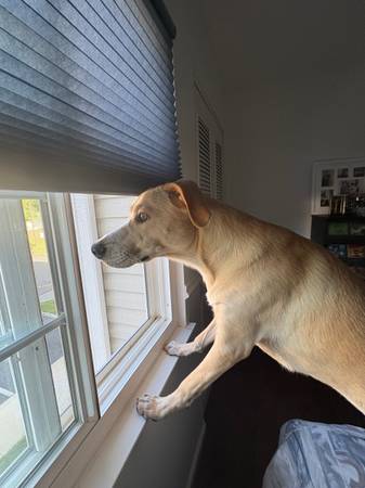 Wonderful, Sweet Dog for Adoption (Staten Island)63887463029121121
