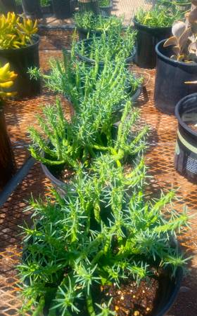 1 GALLON MEDUSA HEAD EUPHORBIA 1