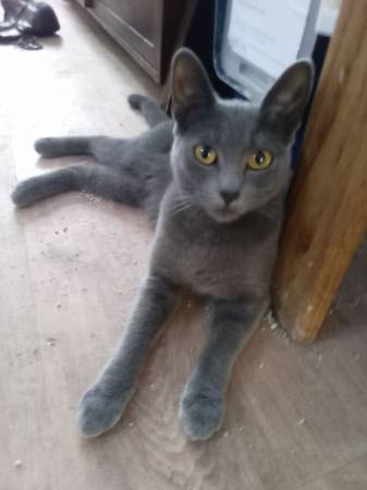 Kittens/cat (Glendale)63870037010433120