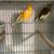 Cockatiel / Canary/ lovebird 19 thumbnail