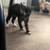 Polydactyly kittens 11 thumbnail