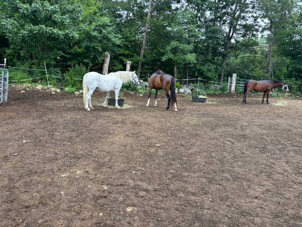 $150 / 1br - 1000ft2 - Love horses? White mountains?63932058076163123