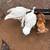 Turkeys chickens 3 thumbnail