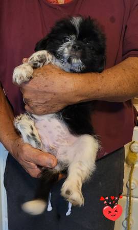 CKC Shihtzu puppies (Smyrna)63979869804546120