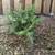 Eastern White Cedar (Arborvitae) 1 thumbnail