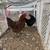 Hens 2 thumbnail