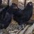 Ameraucanas Hens Pullets Roosters * Easter Olive Eggers Chicken * RIR 21 thumbnail