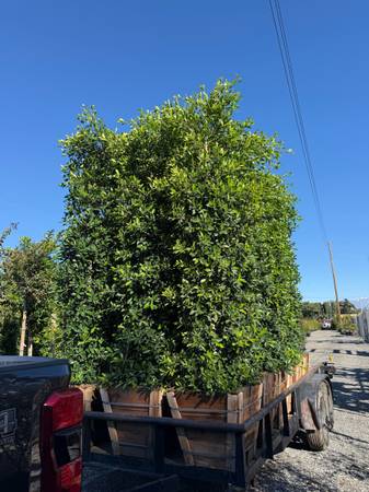 Ficus Nitida Indian laurel privacy hedge 1
