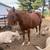16h grade gelding 3 thumbnail