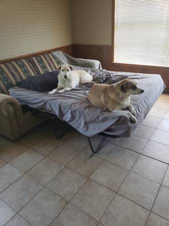 Rehome dogs 1