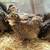 Quails 2 thumbnail