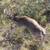 IA and MO Whitetail & Turkey 2 thumbnail