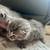 Scotish Fold Kittens 3 thumbnail